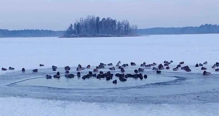 У КП «Плесо» розповіли, як допомогти птахам пережити зимуЗ настанням морозів вод...