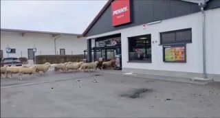 У Німеччині до супермаркету увірвалася сотня овецьСпівробітники спробували вигна...