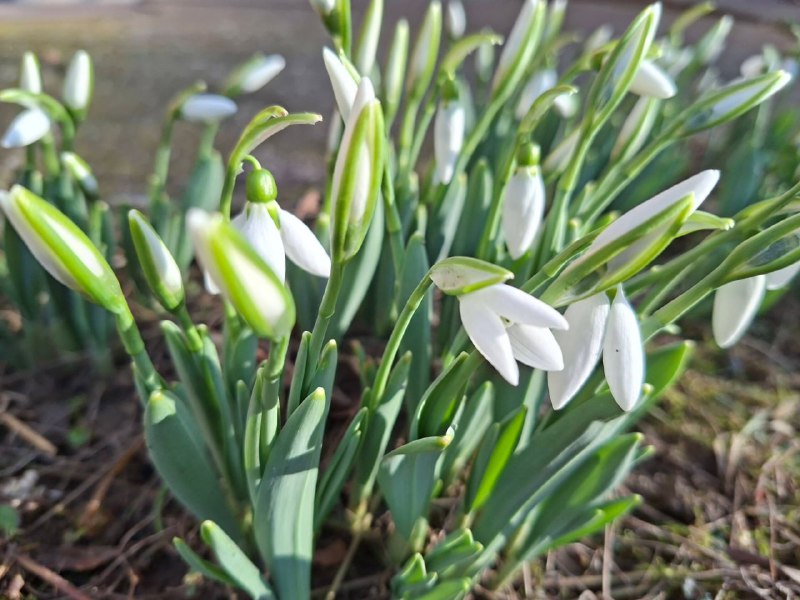 У сусідній з Україною Угорщині розцвіли проліски!Перші весняні квіти помітили у...