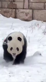 Хвилинка антистресу від пандочок Відео: ptqtbt9pu6...