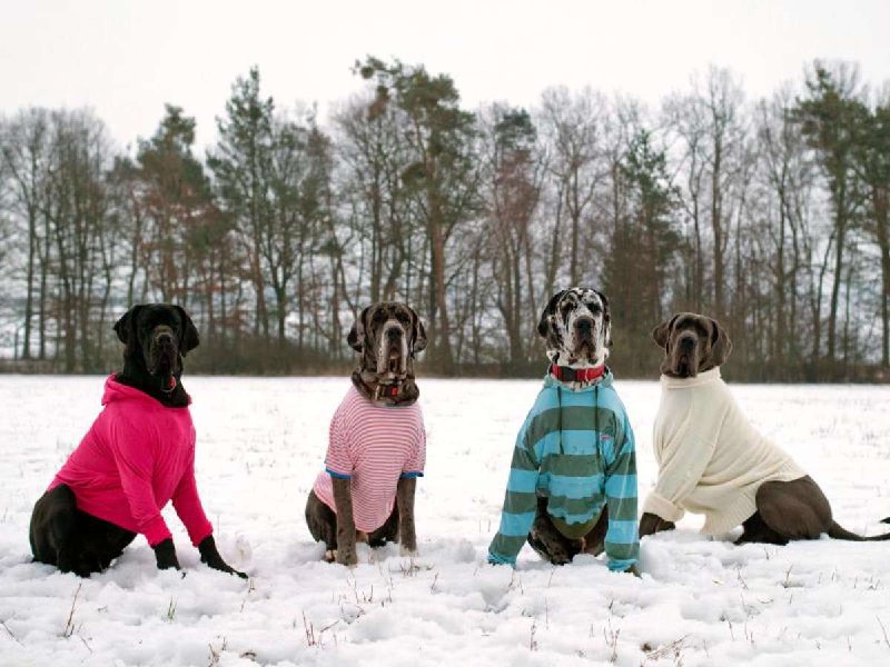 Чи всім собакам потрібен одяг взимкуЕксперти–петперенти кажуть, що не всім собак...