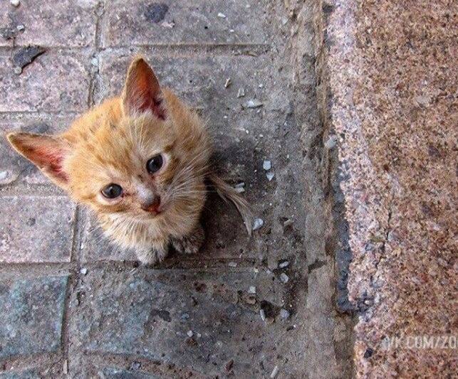 Як врятувати безпритульних тварин у морозні дні Не виганяйте котів і собак із пі...