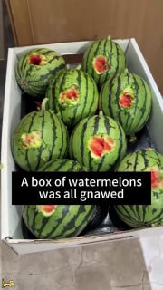 Які ж кумедні золотисті ретривери...